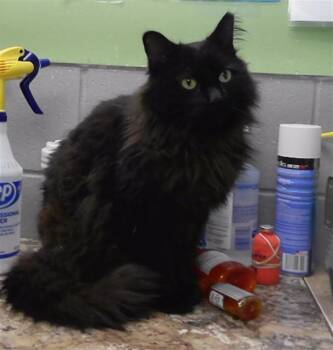 BIBBLE -  Domestic Medium Hair Cat for Adoption in Omaha, Nebraska - BIBBLE | PetCurious