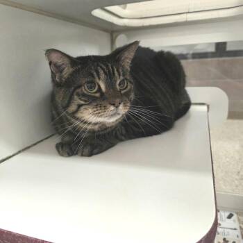Hazel -  Domestic Short Hair Cat for Adoption in Cheyenne, Wyoming - Hazel | PetCurious