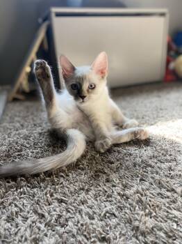 Zamora -  Domestic Medium Hair Cat for Adoption in Litchfield Park, Arizona - Zamora | PetCurious