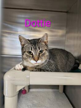 Rescue Domestic Short Hair Cats for Adoption in Saint Marys, Pennsylvania - Dottie | PetCurious