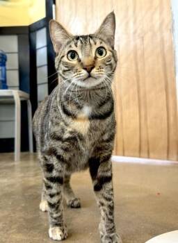 MILA -  Domestic Medium Hair Cat for Adoption in Fernandina Beach, Florida - MILA | PetCurious