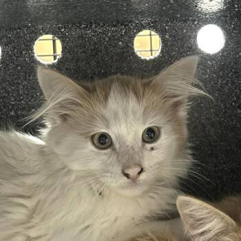 Dexter (Working Cat) -  Domestic Short Hair Cat for Adoption in Idaho Falls, Idaho - Dexter (Working Cat) | PetCurious