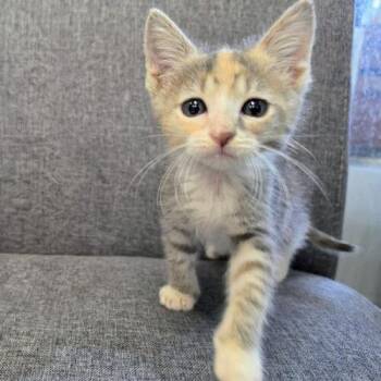 Flow -  Domestic Short Hair Cat for Adoption in Tampa, Florida - Flow | PetCurious