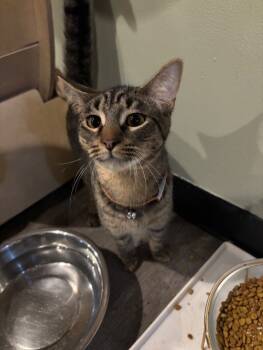 Rescue Domestic Short Hair Cats for Adoption in Grand Rapids, Michigan - Wallace | PetCurious