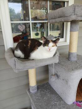 Domestic Short Hair Cats Available for Adoption in Pittsboro, North Carolina - Cozette | PetCurious