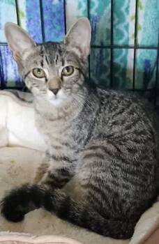 Rescue Domestic Short Hair Cats for Adoption in Gloucester, Massachusetts - Opal - Bonded Pair With Ruby | PetCurious