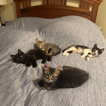 Onion Ring -  Domestic Short Hair Cat for Adoption in Wheeling, Illinois - Onion Ring | PetCurious