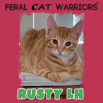Rescue Domestic Short Hair Cats for Adoption in Kingman, Arizona - Rusty LH | PetCurious