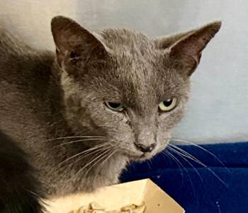 Wendy Darling -  Domestic Short Hair Cat for Adoption in Burnsville, North Carolina - Wendy Darling | PetCurious
