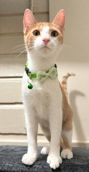 Scruffy -  Domestic Short Hair Cat for Adoption in Houston, Texas - Scruffy | PetCurious