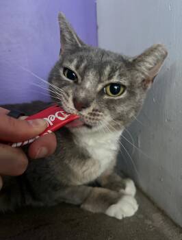 Domestic Short Hair Cats Available for Adoption in Philadelphia, Pennsylvania - Lex Lancaster | PetCurious