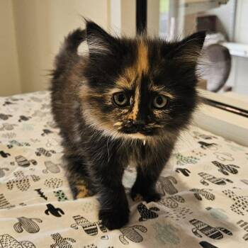 Princess Donut -  Domestic Long Hair Cat for Adoption in Fremont, Ohio - Princess Donut | PetCurious