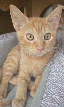 Sunbeam - PSP -  Domestic Short Hair Cat for Adoption in Oakland Park, Florida - Sunbeam - PSP | PetCurious