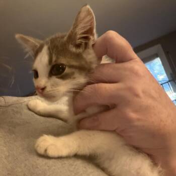 Dolly -  Domestic Short Hair Cat for Adoption in Rochester, Minnesota - Dolly | PetCurious