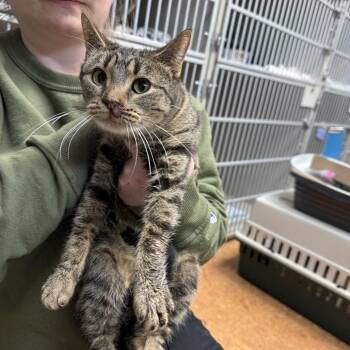 Domestic Short Hair Cats Available for Adoption - Turnip | PetCurious