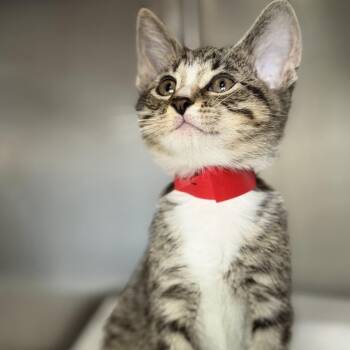 Rahn -  Domestic Short Hair Cat for Adoption in Los Angeles, California - Rahn | PetCurious