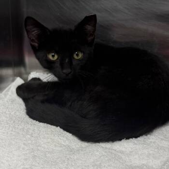 Ryder -  Domestic Short Hair Cat for Adoption in East Hanover, New Jersey - Ryder | PetCurious