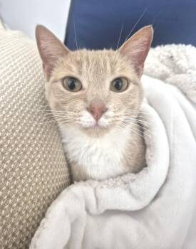 Cara -  Domestic Short Hair Cat for Adoption in New York, New York - Cara | PetCurious