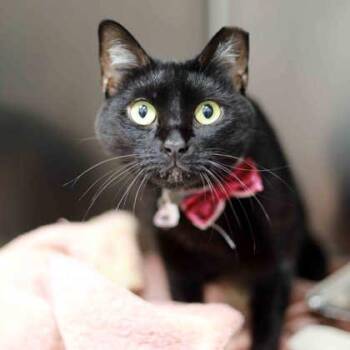 Maya -  Domestic Short Hair Cat for Adoption in Atlanta, Georgia - Maya | PetCurious