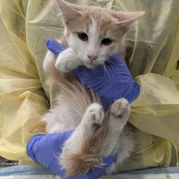 Macchiato -  Domestic Medium Hair Cat for Adoption in Salt Lake City, Utah - Macchiato | PetCurious