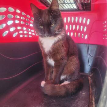 Domestic Medium Hair Cats Available for Adoption in Clarksdale, Mississippi - Eli | PetCurious