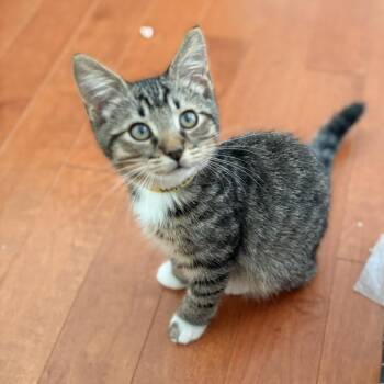 Whimsy -  Domestic Short Hair Cat for Adoption in Waldorf, Maryland - Whimsy | PetCurious