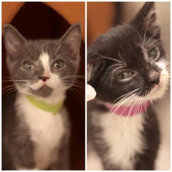 Koala & Kangaroo -  Domestic Short Hair Cat for Adoption in Philadelphia, Pennsylvania - Koala & Kangaroo | PetCurious