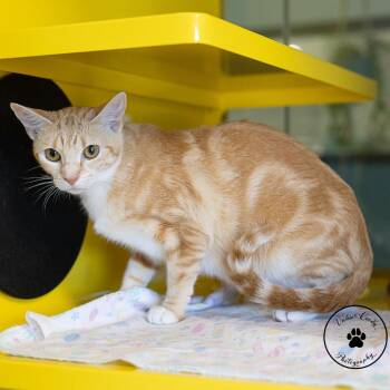 Sparkles -  Domestic Short Hair Cat for Adoption in Abilene, Texas - Sparkles | PetCurious