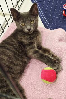 Chai -  Domestic Short Hair Cat for Adoption in Rossville, Maryland - Chai | PetCurious