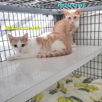 Butternut -  Domestic Short Hair Cat for Adoption in Diamond Springs, California - Butternut | PetCurious