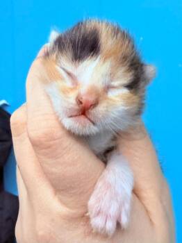 Velvet Mayhem -  Domestic Short Hair Cat for Adoption - Velvet Mayhem | PetCurious