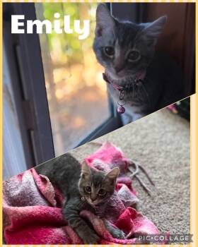 Emily -  Domestic Short Hair Cat for Adoption in Newberg, Oregon - Emily | PetCurious