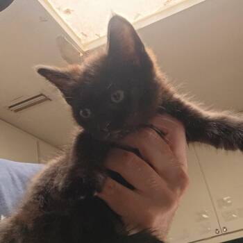 Domestic Short Hair Cats Available for Adoption in Dallas, Texas - Clearwater | PetCurious