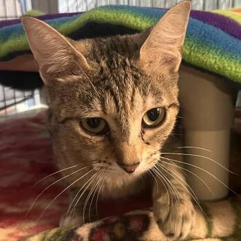 Minestrone -  Domestic Short Hair Cat for Adoption in Clarksville, Arkansas - Minestrone | PetCurious