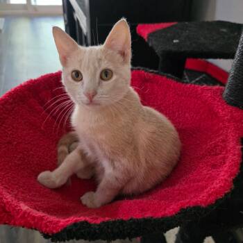 Rescue Domestic Short Hair Cats for Adoption in Fort Worth, Texas - Taco | PetCurious
