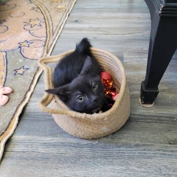 Reamer -  Domestic Short Hair Cat for Adoption in Maple Shade, New Jersey - Reamer | PetCurious