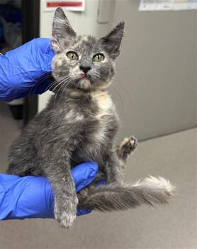 A142303 -  Domestic Short Hair Cat for Adoption in Burbank, California - A142303 | PetCurious