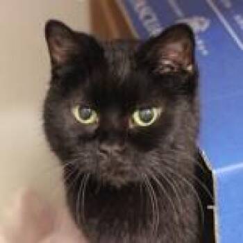 Domestic Short Hair Cats Available for Adoption in Hilliard, Ohio - Iris | PetCurious