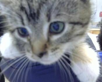FIONA -  Domestic Short Hair Cat Available for Adoption in Albuquerque, New Mexico - FIONA | PetCurious