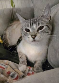 Lenora -  Siamese Cat for Adoption in Vancouver, Washington - Lenora | PetCurious