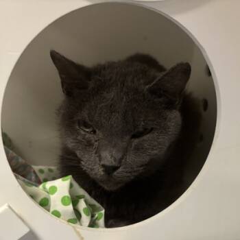 Rescue Domestic Short Hair Cats for Adoption in Dallas, Texas - Glenda | PetCurious