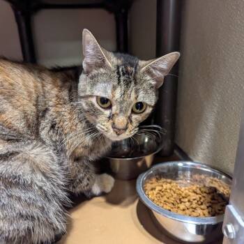 Rescue Domestic Short Hair Cats for Adoption in Jeffersonville, Indiana - Sassy | PetCurious