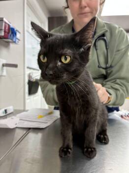 Black Beard -  Domestic Short Hair Cat for Adoption in Marietta, Georgia - Black Beard | PetCurious