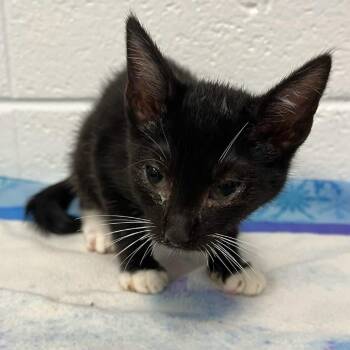 Kirara -  American Shorthair Cat for Adoption in Spruce Pine, North Carolina - Kirara | PetCurious