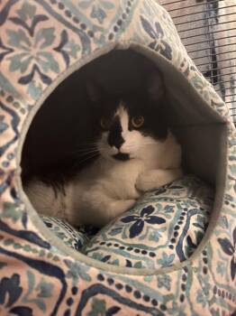 Sid -  Domestic Short Hair Cat for Adoption in Peru, New York - Sid | PetCurious