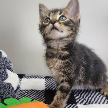 Oak -  Domestic Short Hair Cat for Adoption in Toledo, Ohio - Oak | PetCurious