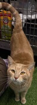 Stanley -  Domestic Short Hair Cat for Adoption in Stockton, California - Stanley | PetCurious
