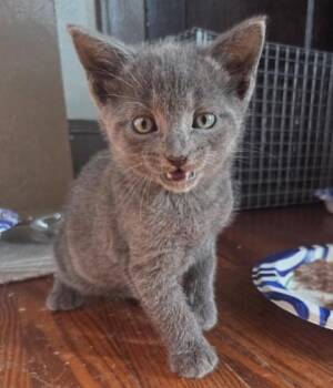 Ferdinand -  Domestic Short Hair Cat for Adoption in Berwick, Pennsylvania - Ferdinand | PetCurious