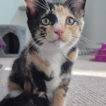 Trouble -  Domestic Short Hair Cat for Adoption in Courtenay, British Columbia - Trouble | PetCurious
