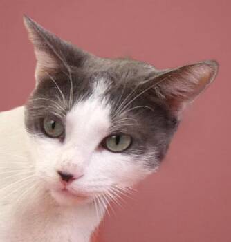 CHARLOT -  Domestic Short Hair Cat for Adoption in Pasadena, California - CHARLOT | PetCurious